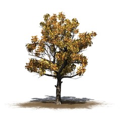 American Sycamore tree in autumn on a sand area - isolated on white background