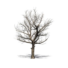 American Sycamore tree in winter with shadow on the floor - isolated on white background