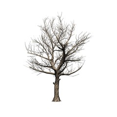 American Sycamore tree in winter - isolated on white background