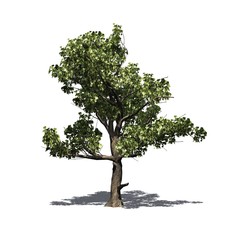 Single American Sycamore tree with shadow on the floor - isolated on white background