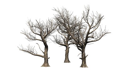 various American Sycamore trees in winter - isolated on white background