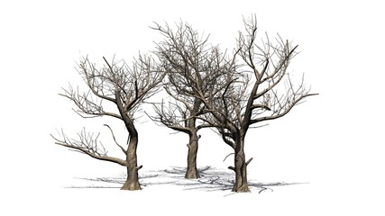 various American Sycamore trees in winter with shadow on the floor - isolated on white background