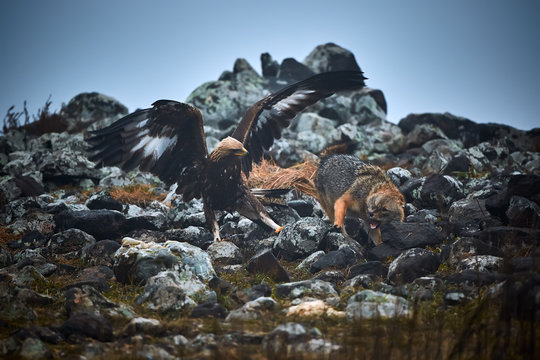 Unique photos from nature golden eagle (Aquila chrysaetos) attack the golden jackal (Canis aureus). Bird attacks the beast. Wildlife scene from nature. Rhodopes, Bulgaria.