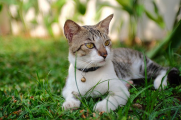 Naklejka na ściany i meble Cat in grass (2)