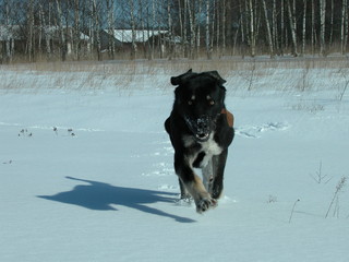 Naklejka premium Pies