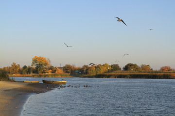 seagulls on the beach