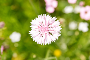 Kornblume in Rosa, Draufsicht Zyane oder Cyanus segetum