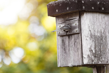 Tannenmeise fliegt in das Loch von einem Nistkasten, Brutzeit und Nistplatz