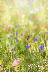 Wildblumen im Sommer, Naturgarten wird zu einem Wiesenbiotop für Insekten