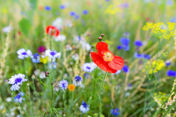 Blumenwiese mit Wildblumen und Wildkräuter blühend