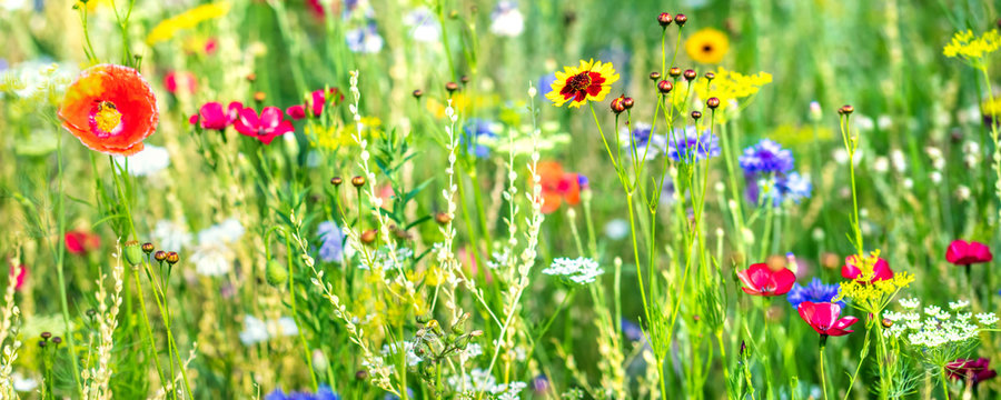 Banner einer Schmetterlingswiese oder Bienenwiese in der Bl&uuml;tezeit
