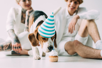 selective focus of cute beagle dog eating cupcake near man and woman on grey background