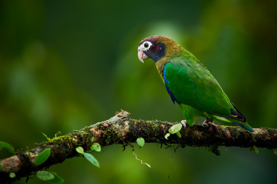 Portrait of light green parrot with brown head,  Brown-hooded Parrot, Pionopsitta haematotis. Wildlife bird from tropical forest. Parrot from Central America.