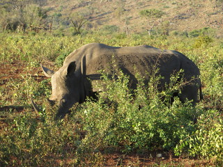massive rhino