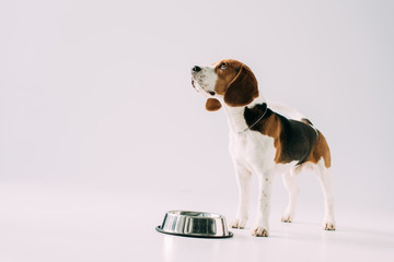 cute beagle dog standing near bowl on grey background
