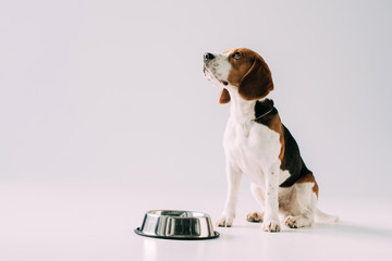 cute beagle dog sitting near bowl on grey background