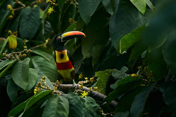 Fiery-billed Aracari, Pteroglossus frantzii, beautiful bird with big bill. Toucan from central...