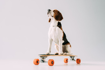 Cute beagle dog sitting on skateboard on grey background © LIGHTFIELD STUDIOS