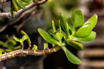 jade plant