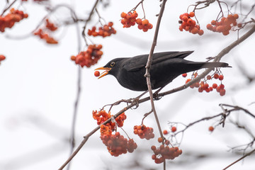 A blackbird sits on a branch and eats a red berry