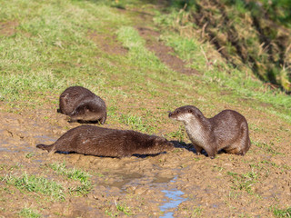 Otter Family on Grass Bank