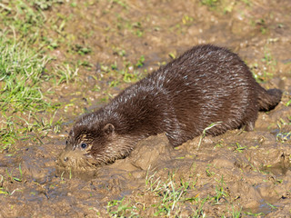 Young eurasian otter (Lutra lutra) cub