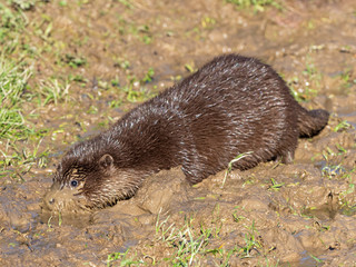 Young eurasian otter (Lutra lutra) cub