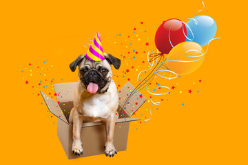 congratulation. Greeting card Happy Birthday. Dog pug. Box, balloons and tinsel.