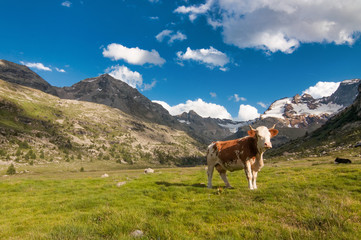 Fototapeta na wymiar Lonely cow grazing on the italian alps