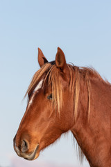 Fototapeta premium Beautiful Wild Horse Portrait