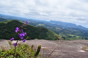 FLORES