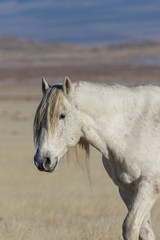 Obraz na płótnie Canvas Beautiful Wild Horse Portrait