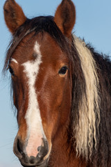 Beautiful Wild Horse Portrait