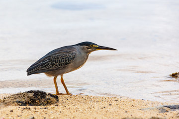 Striated or green-backed heron standing in shallow water and to wait until prey comes within range, Mauritius island