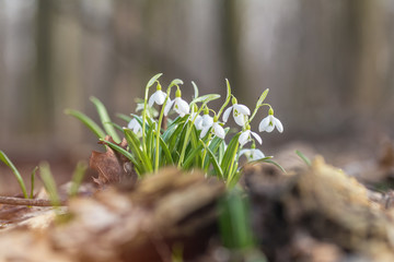Spring sunny day in the forest, Easter picture