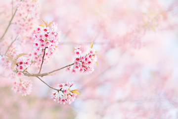 Wild Himalayan Cherry or Thai sakura pink background sky at ChiangRai ,Thailand, Soft focus