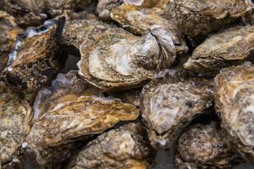 Top view on food background of fresh whole closed oysters on crushed ice