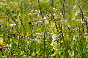 Obraz premium Blossoming grass