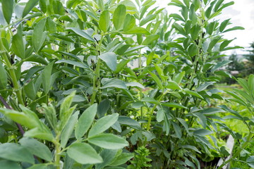 Obraz premium Vegetable plant Russian black beans growing in the garden during the vegetation period.