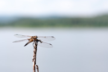 Brown dragonfly on a tree branch against a blue lake