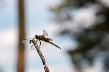 Brown dragonfly on a tree branch against a blue lake