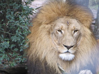 portrait of a lion