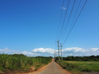 Fototapeta premium Straight path in the countryside, Kohama Island, Okinawa