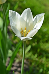 white crocus flower