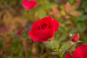 Fototapeta premium red roses