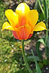 yellow tulips in the garden