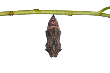Popinjay (Stibochiona nicea) pupa