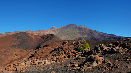 Montaña Samara in Teide National Park, one of the most unusual volcanic landscape with views towards Pico del Teide, Pico Viejo, Las Cuevas Negras and open pine forests, in Tenerife, Canary Islands