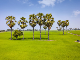 Aerial view of rice paddy and sugar palm trees