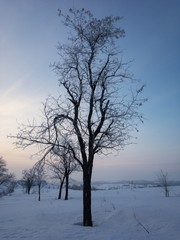 and tree in winter and blue sky